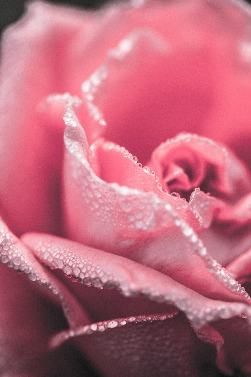 pink, rose, dew, rose flower, dewdrops, water droplets, droplets, moist, phone wallpaper, pink rose, pink flower, pink petals, rose petals, bloom, blossom, flora, close up, aesthetic wallpaper, iphone wallpaper
